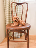 Antique J. & J. Kohn Bentwood Chair with Embossed Seat
