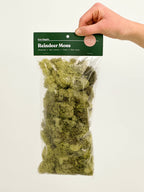 Terrarium Moss - Preserved Dried Reindeer Moss 90g Bag