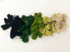 Terrarium Moss - Preserved Dried Reindeer Moss 90g Bag